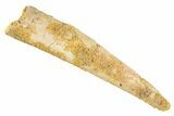 Fossil Pterosaur (Siroccopteryx) Tooth - Morocco #329033-1